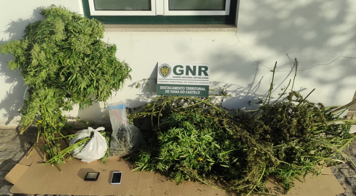 GNR detém dois homens em Caminha por cultivo de plantas de canábis