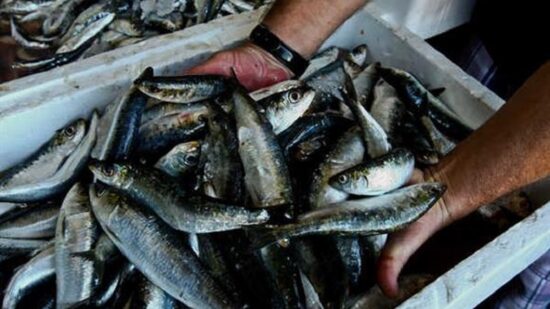 Apreendidas 2,4 toneladas de sardinha transportadas ilegalmente em Portimão