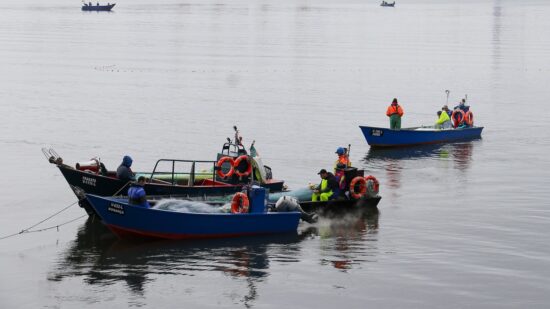 Pescadores com dificuldades em capturar lampreias devido ao mau tempo