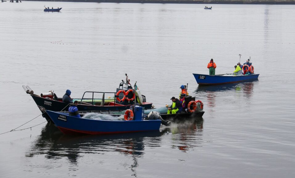 Pescadores com dificuldades em capturar lampreias devido ao mau tempo