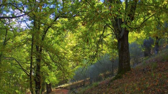 Viana reforça vigilância florestal nas zonas rurais mais críticas