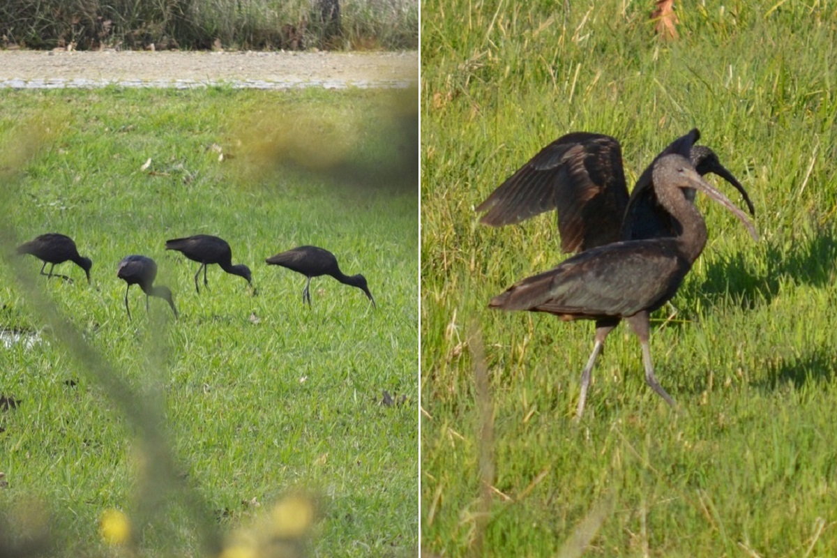Íbis-preta (plegadis falcinellus)