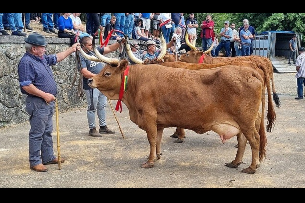 Feira da Portela de Alvite