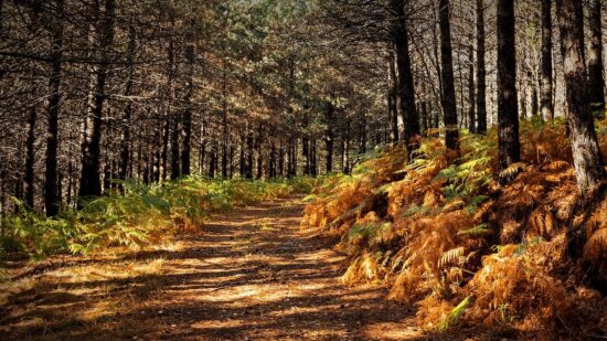 REN limpa 312 hectares de floresta em Viana do Castelo