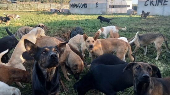 RAV promove “Mostra Animal” para encontrar novos donos para os seus patudos