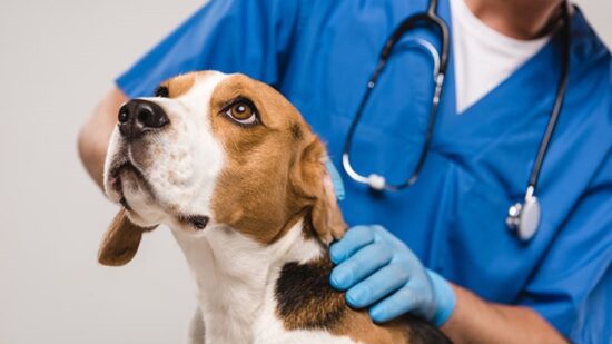 Viana: ASAE trava falso veterinário e entrega-o às autoridades