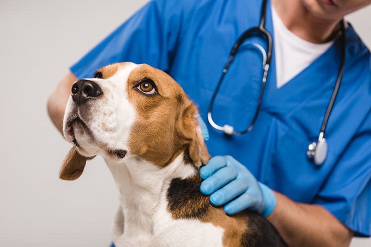 Veterinário