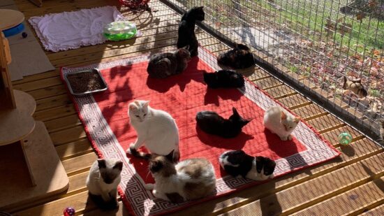 Gatos de Ninguém promove evento solidário para ajudar a associação
