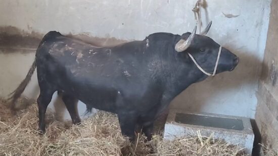 Eis o touro da “Vaca das Cordas” de Ponte de Lima