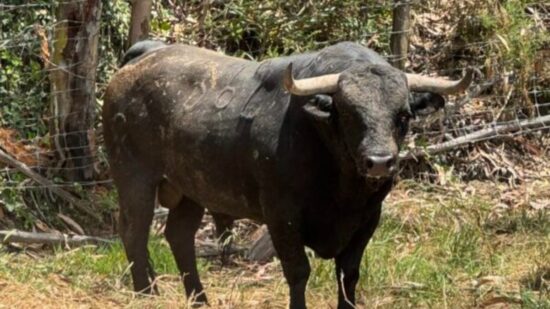 Ponte de Lima: Touro com mais de meia tonelada na tradicional “Vaca das Cordas”