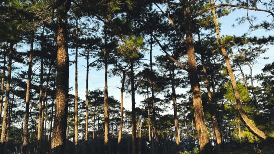 Últimos dias para candidaturas ao programa “Floresta Ativa”