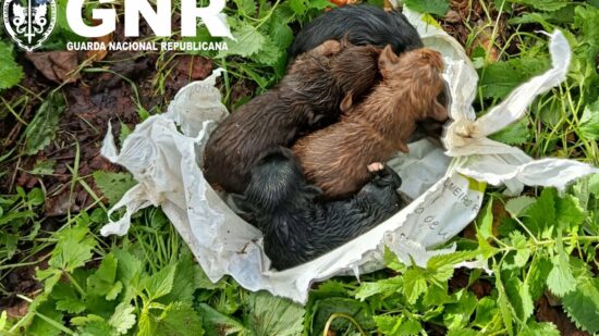 VÍDEO | Resgate em Ponte de Lima: Homem de 70 anos detido por atirar cachorrinhos a poço