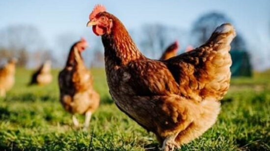 Sete freguesias de Viana do Castelo em zona de alto risco para a gripe das aves