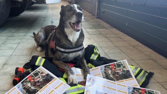 Nina já tem calendários à venda para ajudar bombeiros de Viana