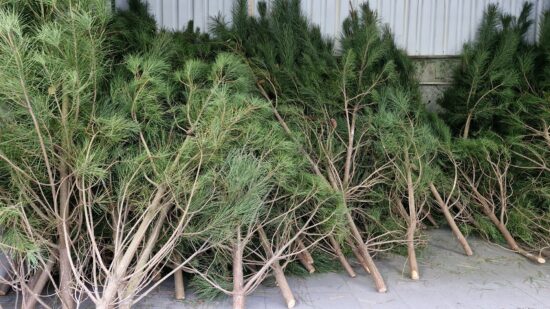 “Pinheirinhos de Natal” disponíveis a partir deste sábado no Mercado Municipal de Viana