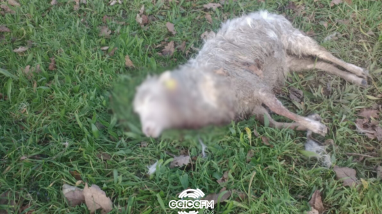 Criador fica sem 13 ovelhas e suspeita de ataque de lobo em Santa Maria de Geraz do Lima