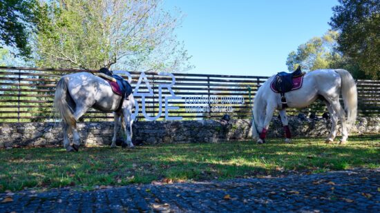 Viana avança com projeto experimental de Hipoterapia junto de crianças com necessidades
