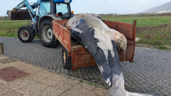 Orca dá à costa em praia de Viana