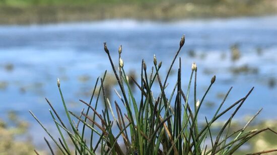 BioRegisto de Viana do Castelo contabiliza mais de 1.000 espécies identificadas