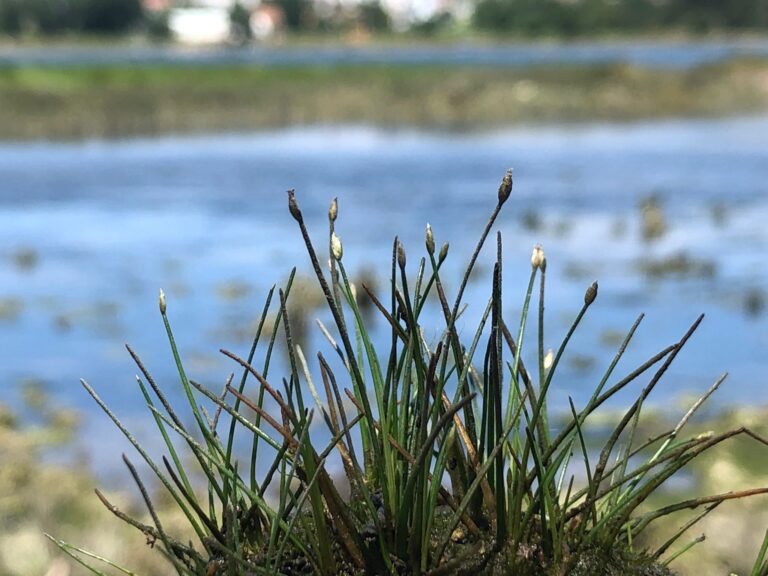 BioRegisto de Viana do Castelo contabiliza mais de 1.000 espécies identificadas