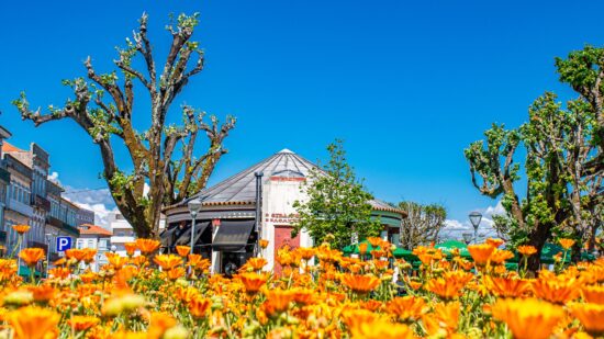 Esculturas floridas embelezam Viana Florida a partir desta quinta-feira