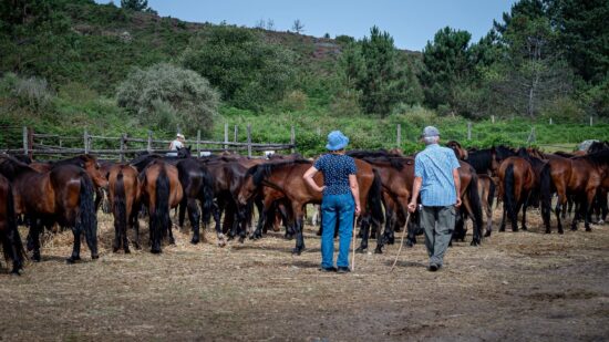 Viana: Tradição reúne cerca de 400 garranos na Serra de Santa Luzia