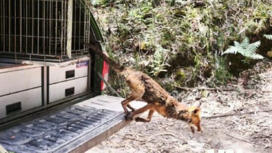 Viana: Raposa que atacou galinheiros na Meadela foi resgatada e devolvida à natureza