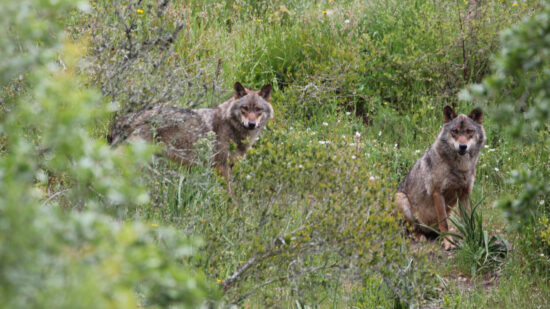 Governo reforça indemnizações e conservação do lobo-ibérico