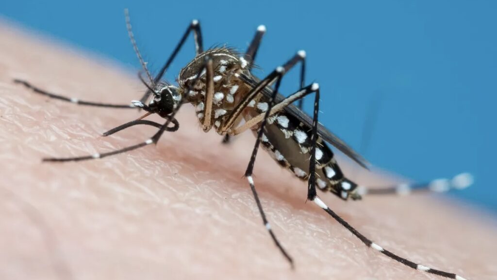 ULSAM confirma presença do mosquito que pode transmitir dengue e zika