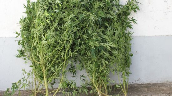 Viana: Mulher de 51 anos detida com 7 plantas de canábis