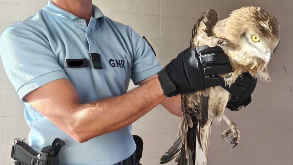 Militares de GNR resgatam águia ferida em Ponte de Lima